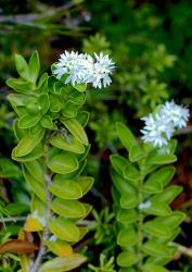 Veronica treadwellii. Habit. Sealy Range, Canterbury.
 Image: P.J. Garnock-Jones © Te Papa CC-BY-NC 3.0 NZ